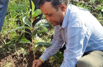 Plantation (38)