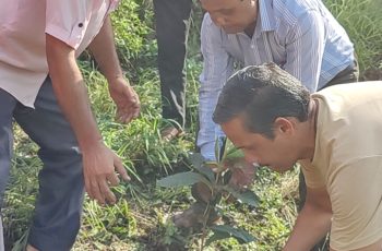 Plantation (39)